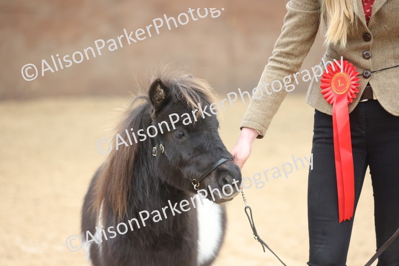 20251109-0210 - Class 10 - Yearling, Colt, Filly or Gelding