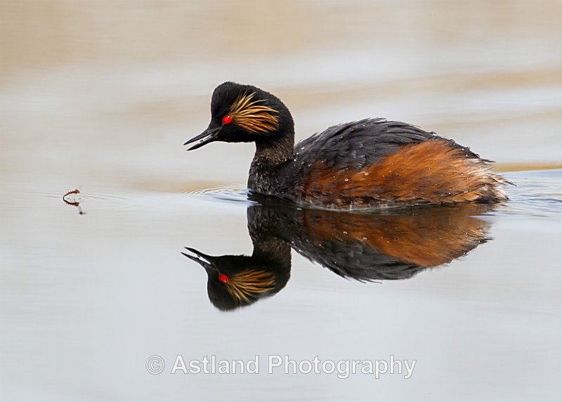 Astland Photography, Bird and Wildlife Images, Susan and Peter Wilson, U.K.
