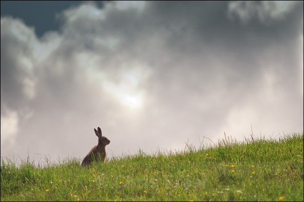 Wild Hare - Rural Life