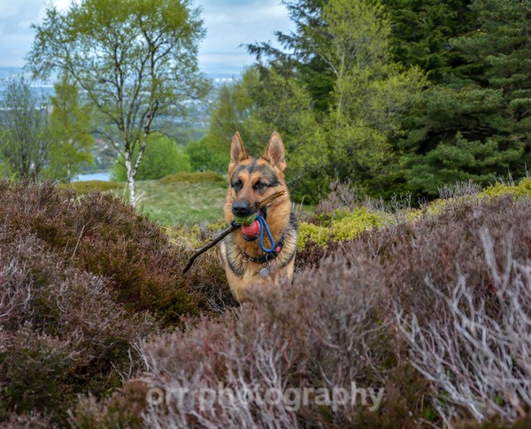Tess - Dogs
