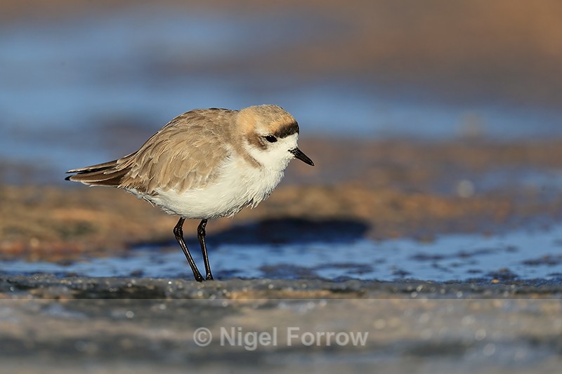 Puna Plover, close side view, Chaxa, Chile - Puna Plover