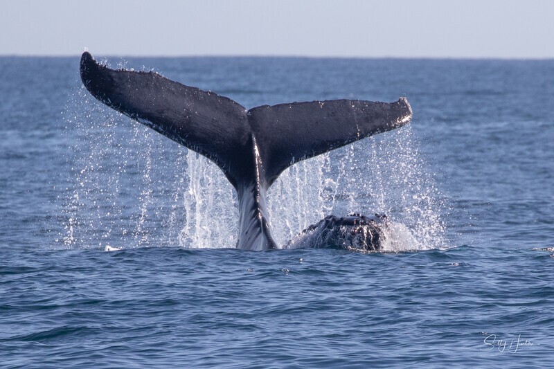 0A3A6249 Barging Whales - Humpback Whales