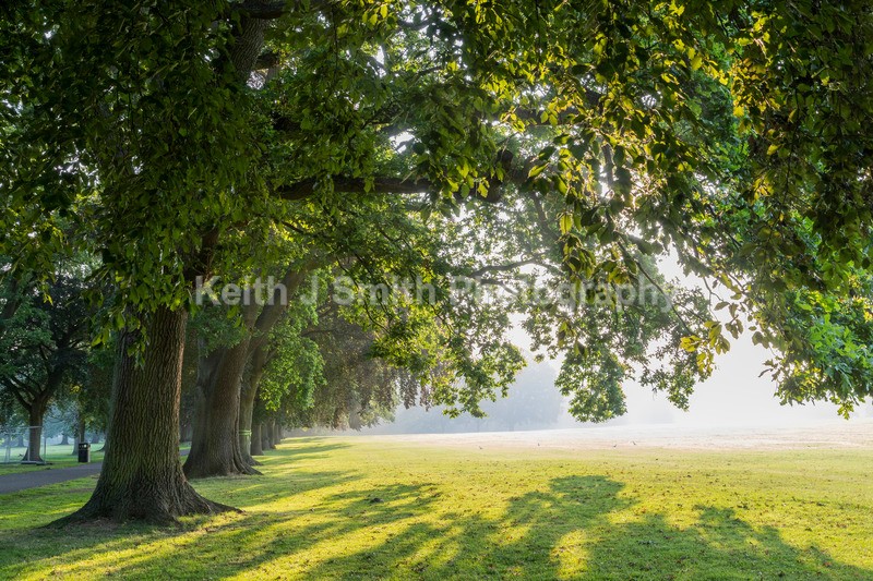2KJS0319 - Trees in Abington Park