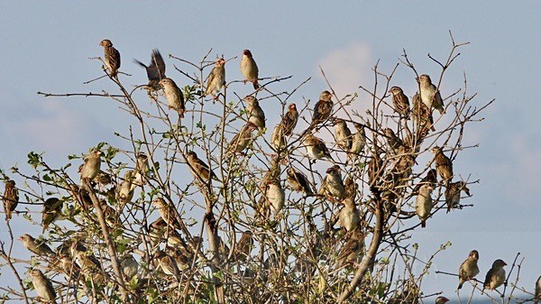 Red Billed Quela - SA - BIRDS & INSECTS