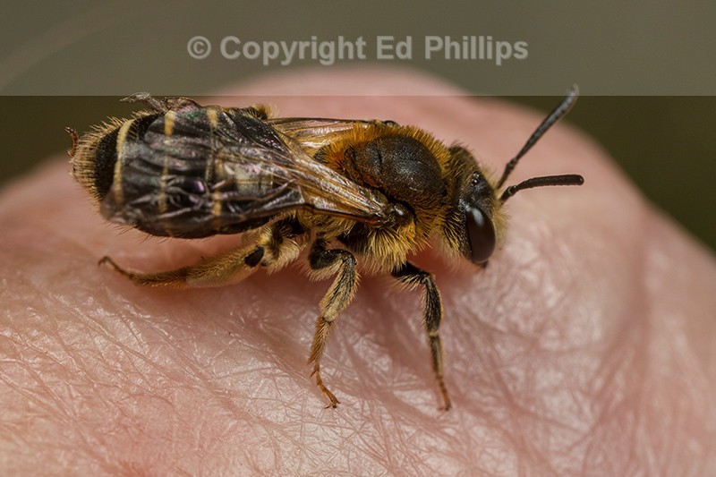 Andrena dorsata (f)