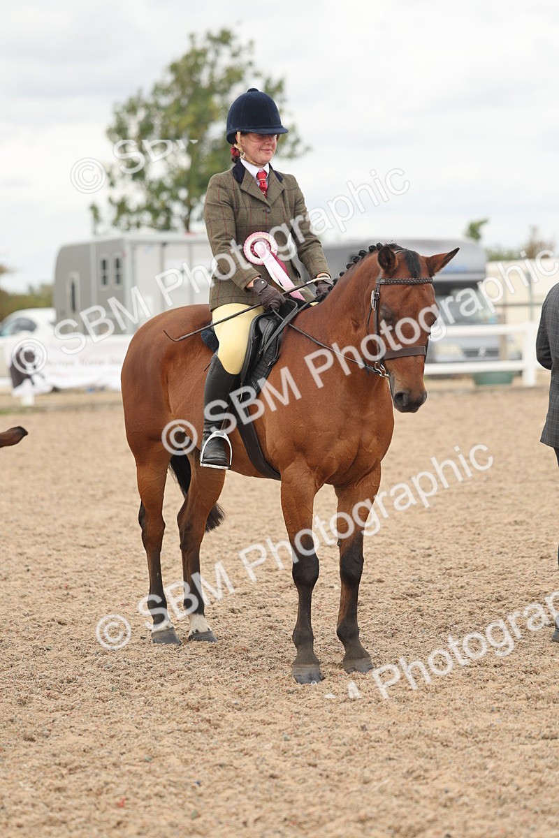 SBM_16082 - Class 311 - Ridden Show pony-Show hunter Pony