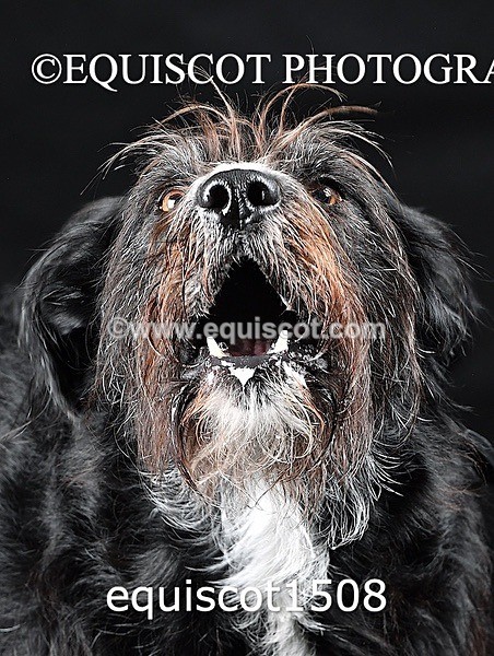 equiscot1508 - RUSSO