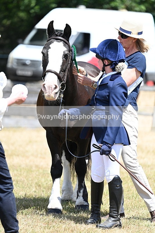 WJ7_2263 - Class 5 Most Handsome Gelding (up to 14.2hh) in hand