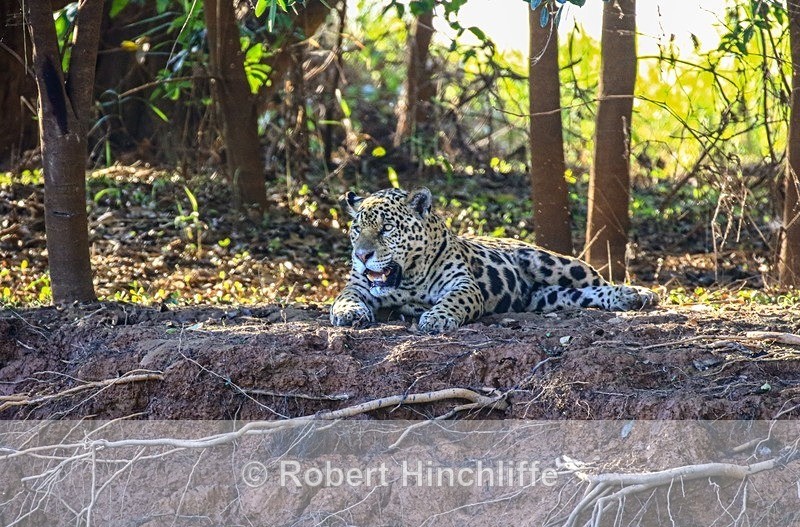 Jaguar  : Estrella - Brazil