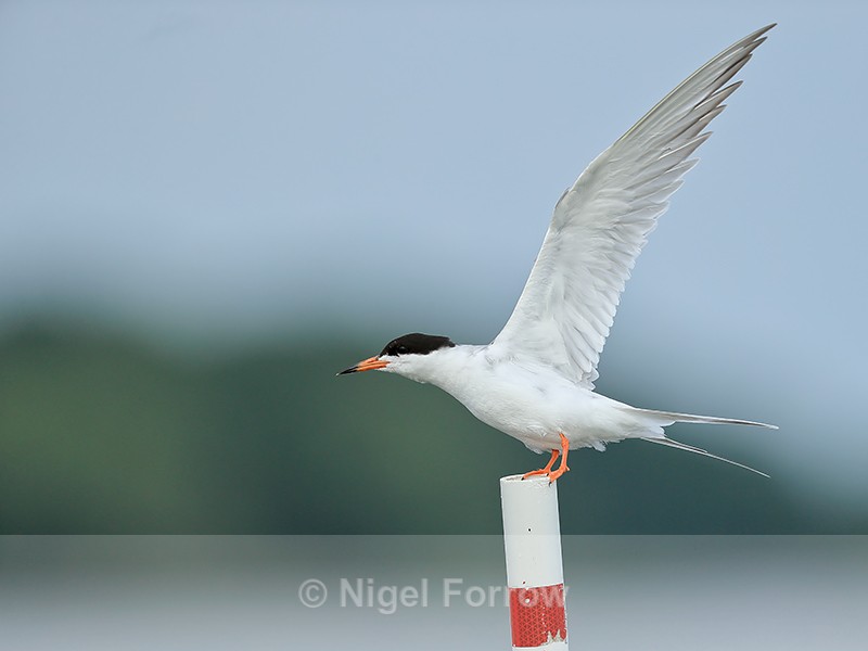 Forster's Tern wings extended, Minnesota - Forster's Tern