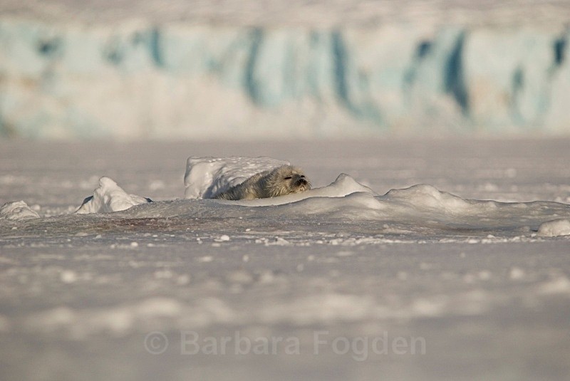 Baby seal 0281 - First 6 weeks of a seal pup's life
