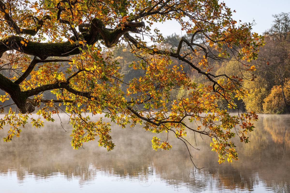 On Golden Pond - Freshwater