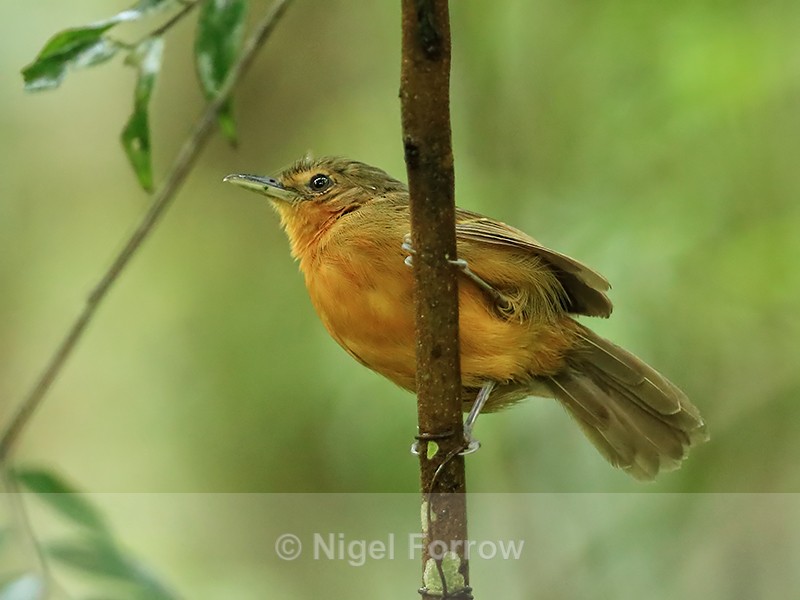 Dusky Antbird (female), Panama - Dusky Antbird