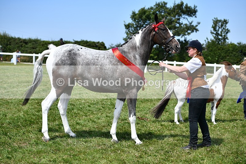 DSC_7954 - Coloured Horse In Hand Championship