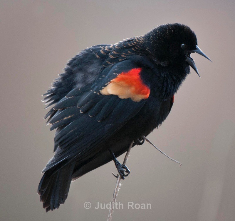 Red-winged Blackbird male singing - Backyard Birds of the Pacific Northwest