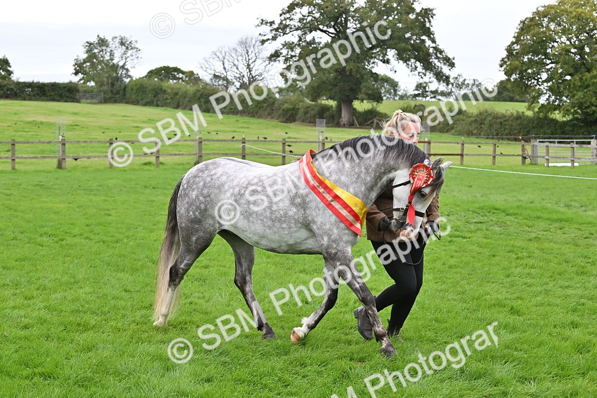 SBM_65069 - In Hand Pony & Younstock Supreme Championship
