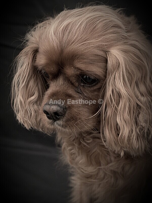 20220502_092203 1 - Tommy the King Charles