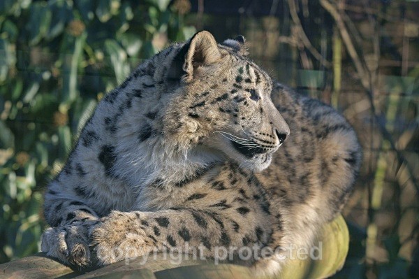 Snow Leopard - Hara - Snow Leopards