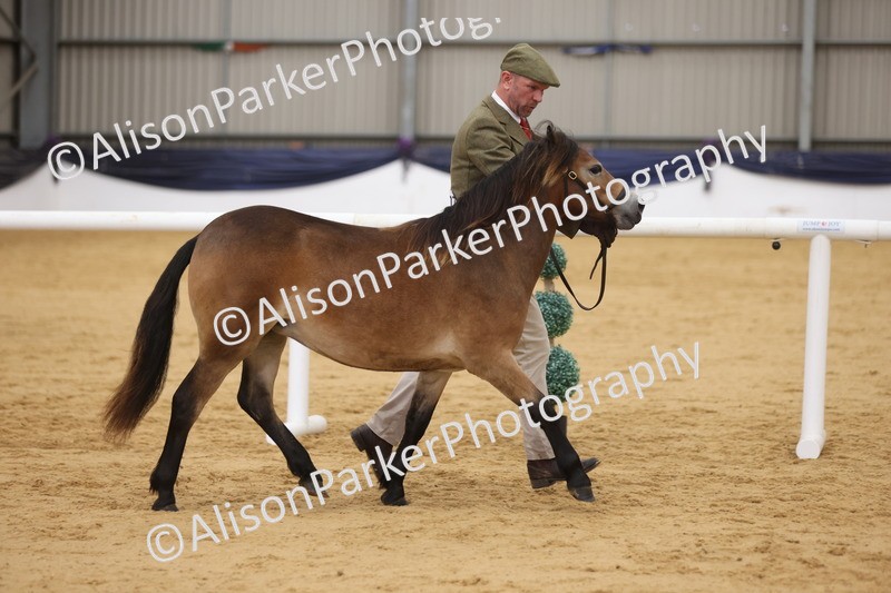 20260913-1303 - Class 113 - Yearling