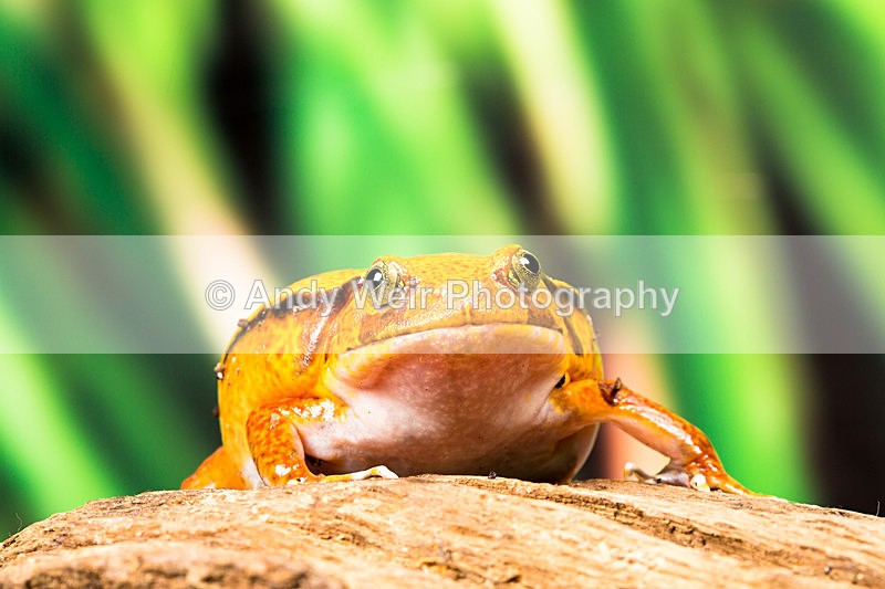 20140120-3K8A8441-2775 - Frogs & Toads