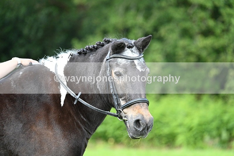 WJ7_1690 - Class 11 Condition & Turnout