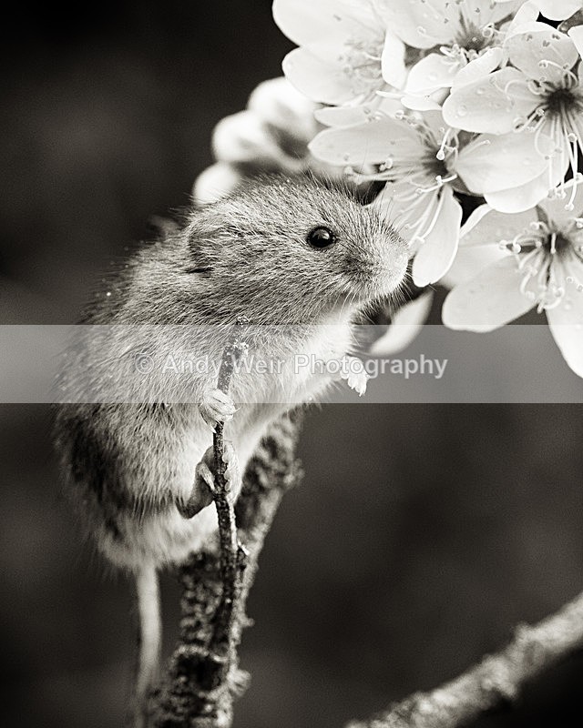 20140405-3K8A9711-2868 - Harvest Mouse