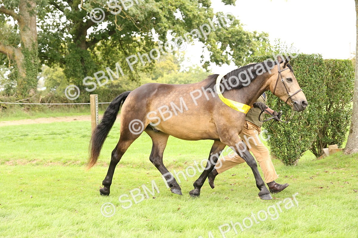 SBM_60861 - In Hand Horse Supreme Championship