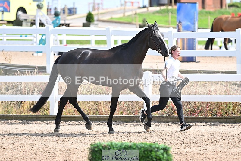 240717A-153957-02958 - Trot Up 3pm to 4pm