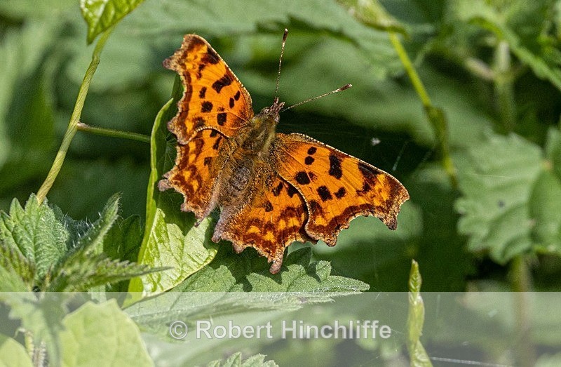 Comma Butterfly - Blank Cards