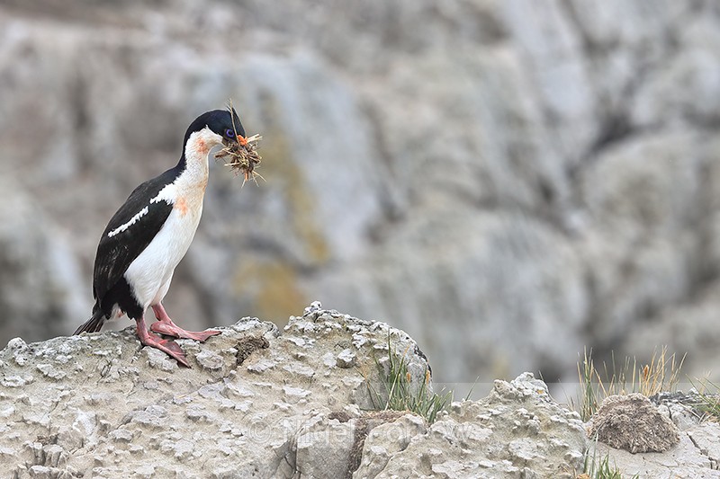 Imperial Shag with nest material, Cape Bougainville, Falklands - Imperial Shag