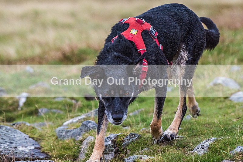 Fellside-3 - Fellside Fell Race Wednesday 26th July 2023