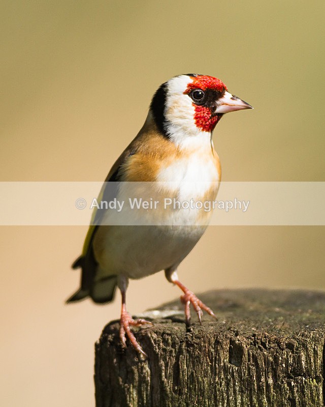 20130420-_MG_2876 - Goldfinch