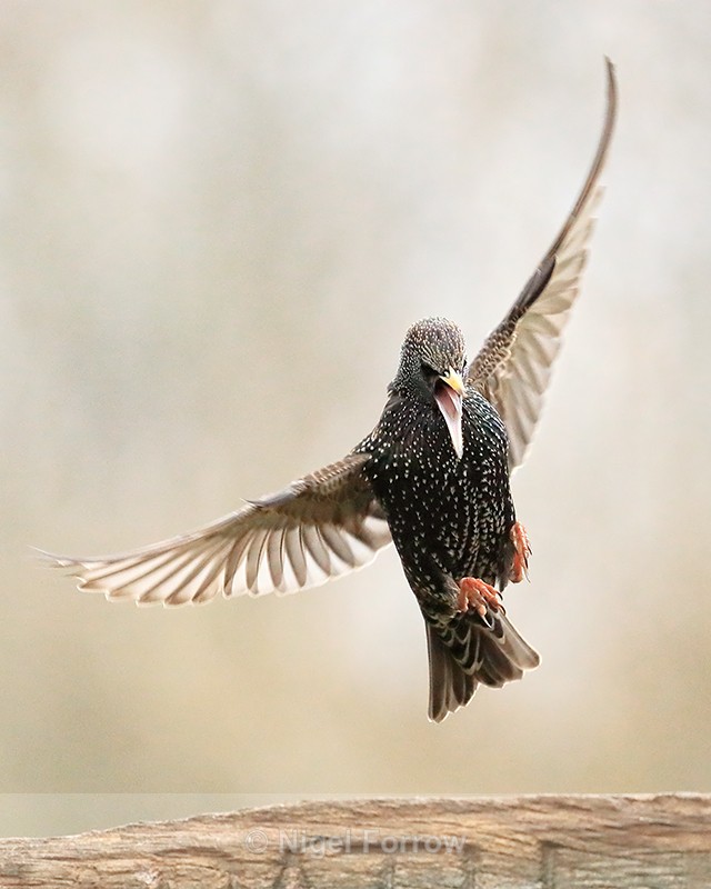 Starling landing on signpost, Otterbourne, Hampshire - Starling