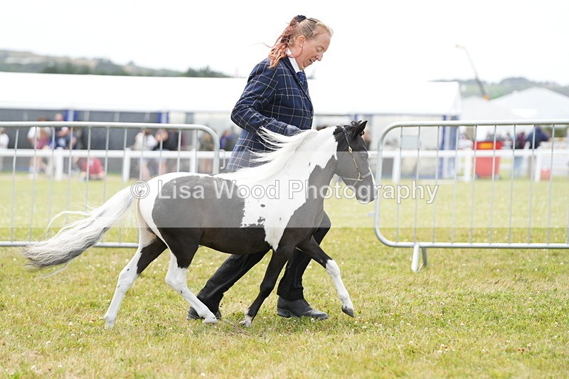 DSC06494 - Class 56: Miniature Horse 1, 2 & 3yr olds
