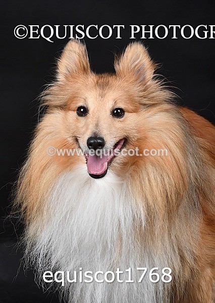 equiscot1768 - HONEY & SHADOW