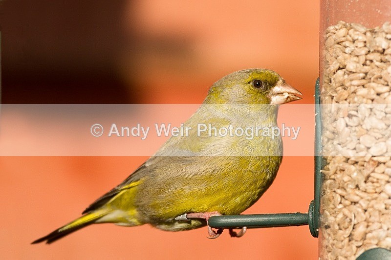 20120415-_MG_9521-1101 - Greenfinch