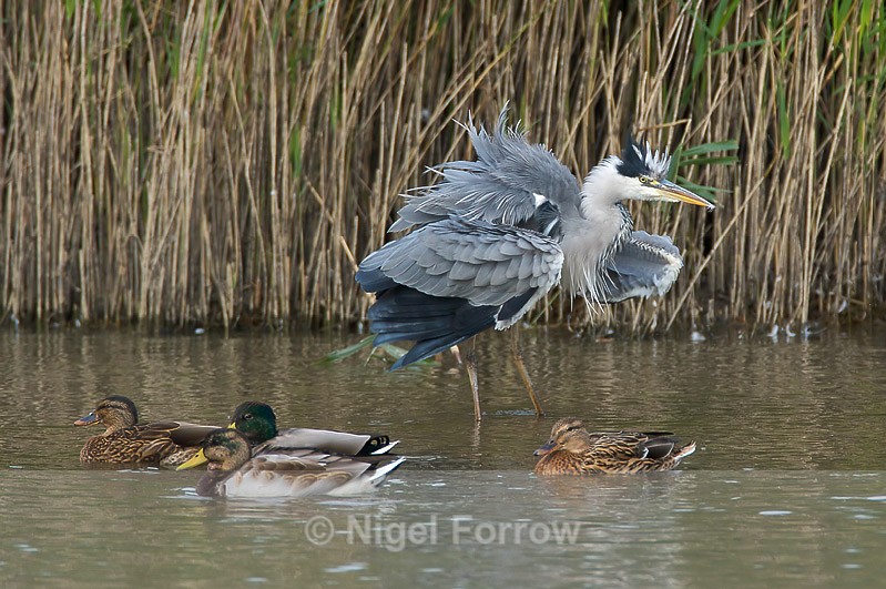 Fluffed-up Grey Heron & Mallards - Grey Heron