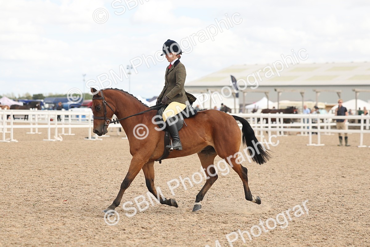 SBM_16009 - Class 311 - Ridden Show pony-Show hunter Pony
