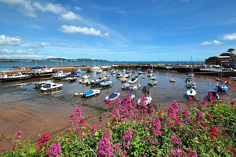Wild Flowers at Paignton Harbour