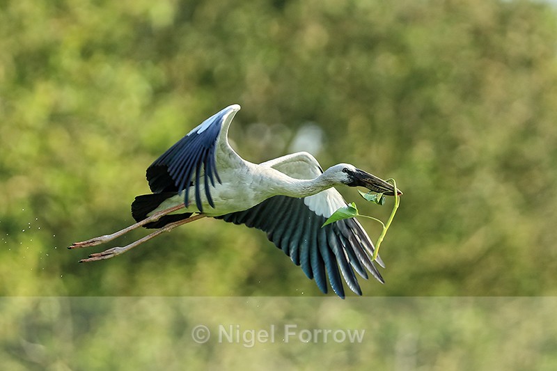 Flying Asian Openbill carrying foliage, Gao Giong, Vietnam - Asian Openbill