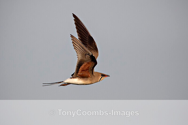 Collared Pratincole - Sinoe - Constanta