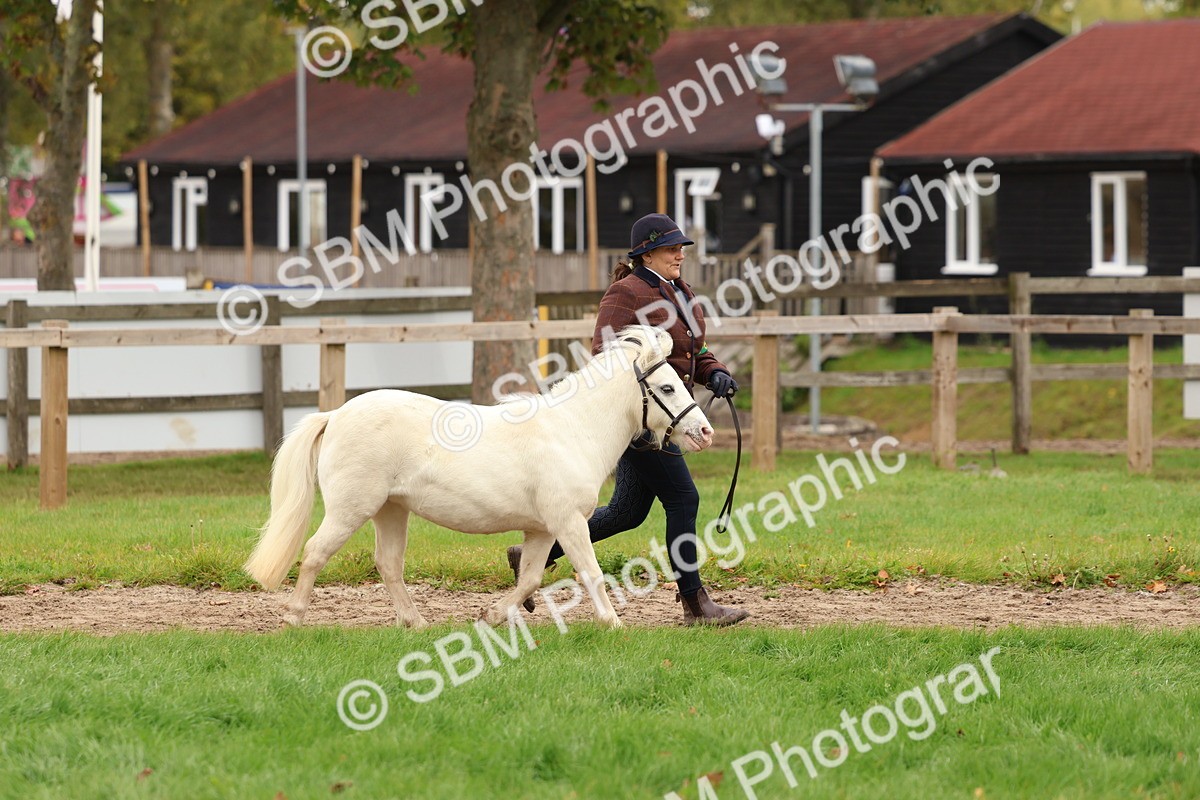 SBM_59869 - S36 - Rehabiliated Rescue Horse & Pony In Hand & Ridden
