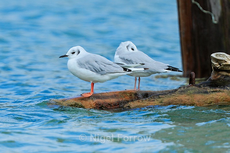 Bonaparte's Gull (adult non-breeding), Knight Inlet, Canada - Bonaparte's Gull