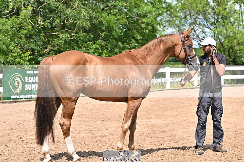 240718A-105249-01210 - Trot Up 12pm to 1pm