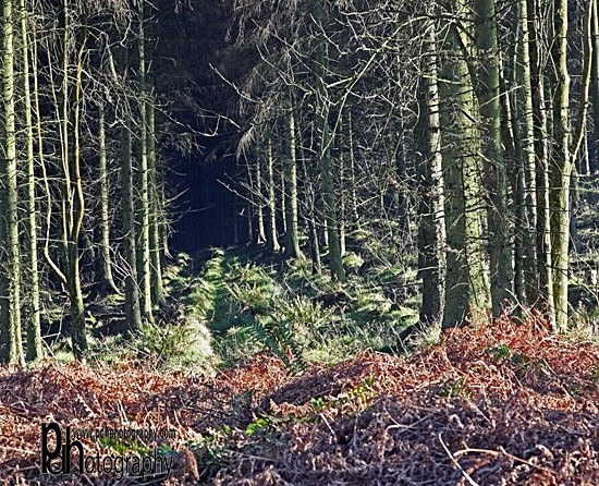 RowWoods-1-1556 - Mendips