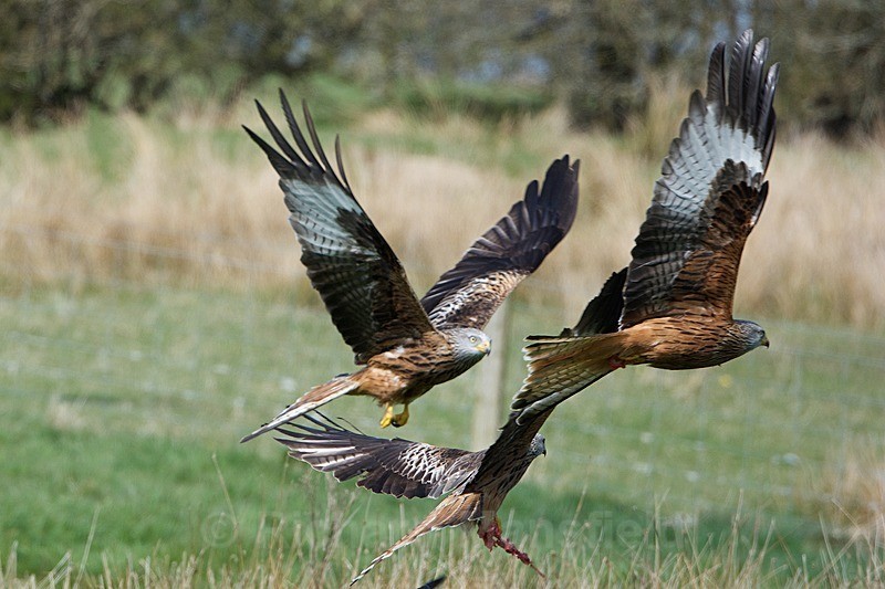  - Red Kites