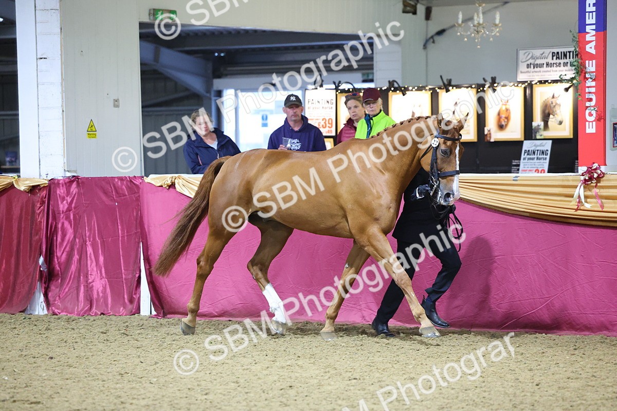 SBM_19152 - Class I Competition/ Riding Club Champ