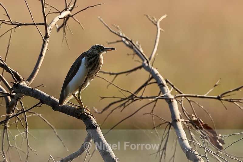 Indian Pond Heron, Bandhavgarh Tiger Reserve, India - Indian Pond Heron
