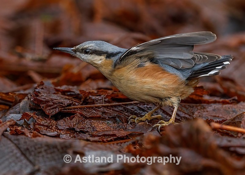Astland Photography, Bird and Wildlife Images, Susan and Peter Wilson, U.K.