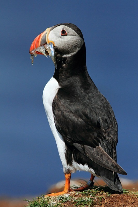Puffin - Gannets and Puffins